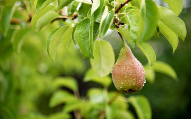 Ripe or unripe pear covered with raindrops grow on a tree. Harvesting. Fruits are green or yellow in color with red. Juicy fruit close-up