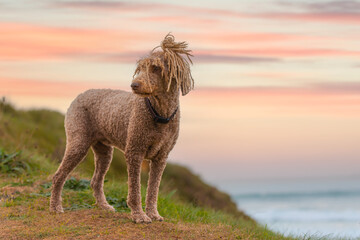Spanish water dog posing with a beautiful sunset in the background.
