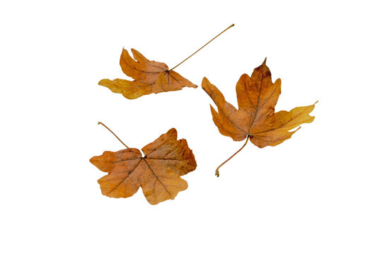 Three yellow maple fallen leaves isolated transparent png. Autumn season. 
