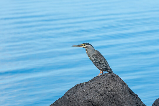 Striated Heron, butorides striata, Tombeau Bay, Mauritius