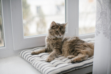 The Maine Coon cat lis lying on a mattress on the windowsill against the background of the window. Close-up.