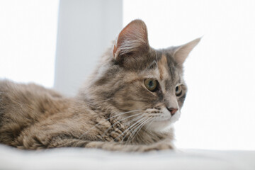 The Maine Coon cat lis lying on a mattress on the windowsill against the background of the window. Close-up.