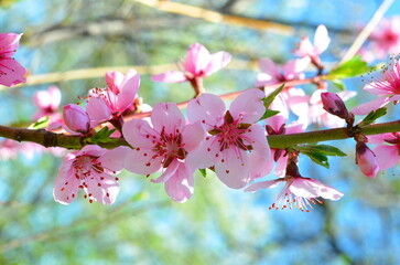 Pink blossoms of a peach tree blossom on a clear day.