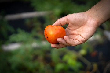 A red juicy tomato in the hand, harvesting in the garden.