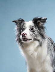 Happy dog on a blue background. Funny looking border collie. Pet in studio 