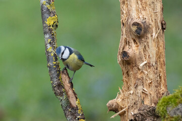 Blaumeise (Cyanistes caeruleu)