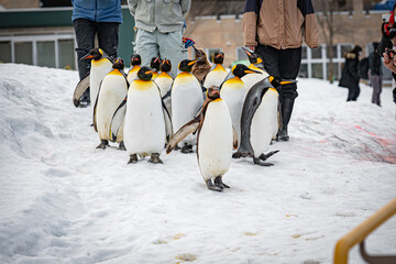 旭山動物園のペンギン歩行