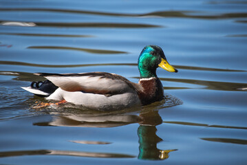 Mallard duck swimming on water in spring in sunshine
