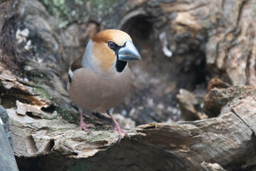 Kernbeißer (Coccothraustes coccothraustes)
