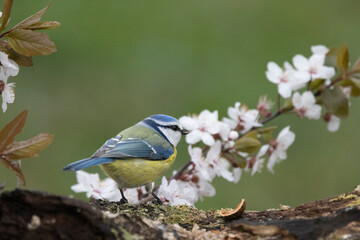 Blaumeise (Cyanistes caeruleu)