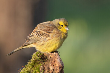 Goldammer (Emberiza citrinella)
