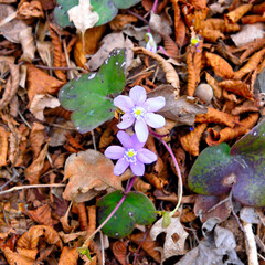 wild flowers in the woods of millesimo Italy