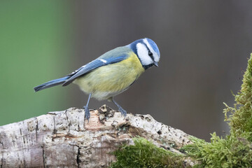 Blaumeise (Cyanistes caeruleu)
