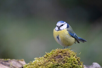 Blaumeise (Cyanistes caeruleu)