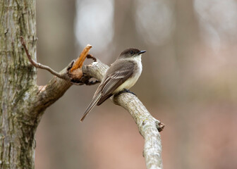 Eastern Phoebe sitting on branch