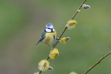 Blaumeise (Cyanistes caeruleu)