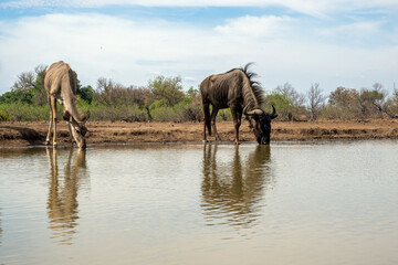 Wildebeest and Kudu Reflections at watering hole in Botswana