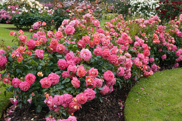 A bed of beautiful flowering roses in a garden setting. Rosa 'Summer Sun' (Korfocgri) bred by...
