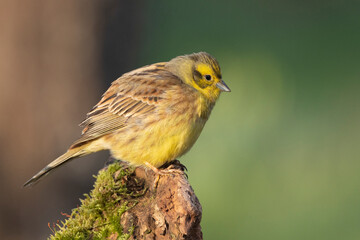 Goldammer (Emberiza citrinella)