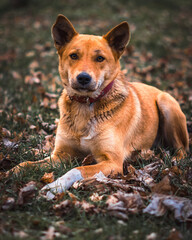 jack russell terrier