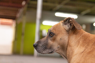 sad dog expression close-up