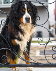 bernese mountain dog