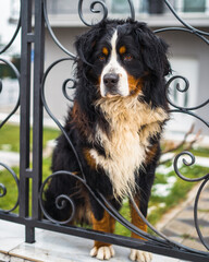 bernese mountain dog
