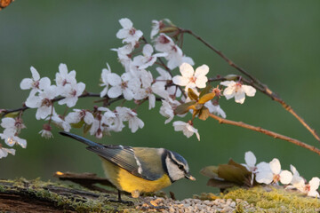 Blaumeise (Cyanistes caeruleu)