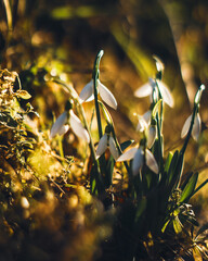 flower snowdrops