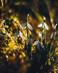 flower snowdrops