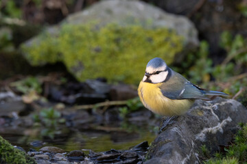 Blaumeise (Cyanistes caeruleu)