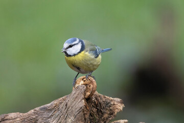 Blaumeise (Cyanistes caeruleu)