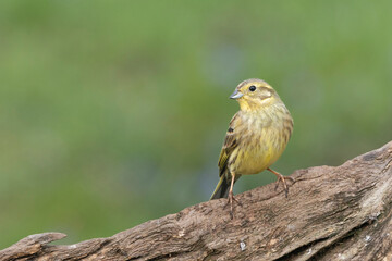 Goldammer (Emberiza citrinella)