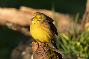 Goldammer (Emberiza citrinella)