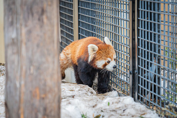旭山動物園のレッサーパンダ