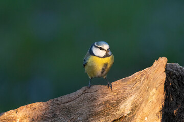 Blaumeise (Cyanistes caeruleu)