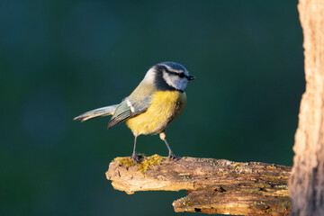 Blaumeise&nbsp;(Cyanistes caeruleu)