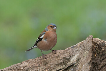 Buchfink (Fringilla coelebs)