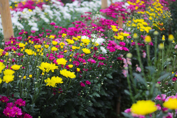 Obraz premium Chrysanthemum flowers in a greenhouse