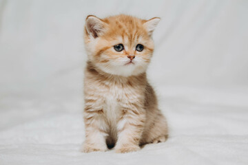 Fototapeta na wymiar british kitten on a white background