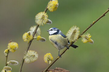 Blaumeise (Cyanistes caeruleu)