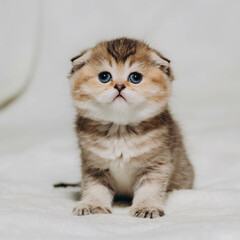 british kitten on white background