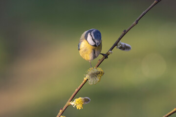 Blaumeise (Cyanistes caeruleu)