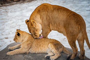 旭山動物園のライオン