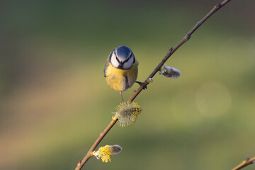 Blaumeise (Cyanistes caeruleu)