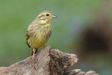 Goldammer (Emberiza citrinella)