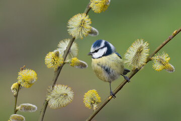 Obraz premium Blaumeise&nbsp;(Cyanistes caeruleu)