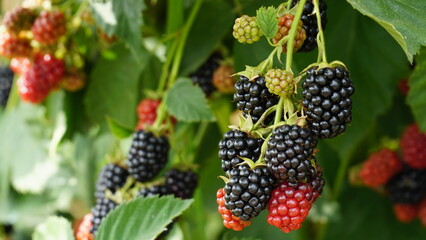 Blackberry. Rubus Eubatus. Fresh blackberries in the garden. A bunch of ripe blackberry fruits on a branch with green leaves. Beautiful natural background. Blackberry harvest. Selective focus