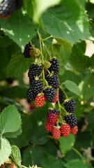 Blackberry. Rubus Eubatus. Fresh blackberries in the garden. A bunch of ripe blackberry fruits on a branch with green leaves. Beautiful natural background. Blackberry harvest. Selective focus