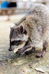 Racoons in El Corchito Ecological Reserve Mexico